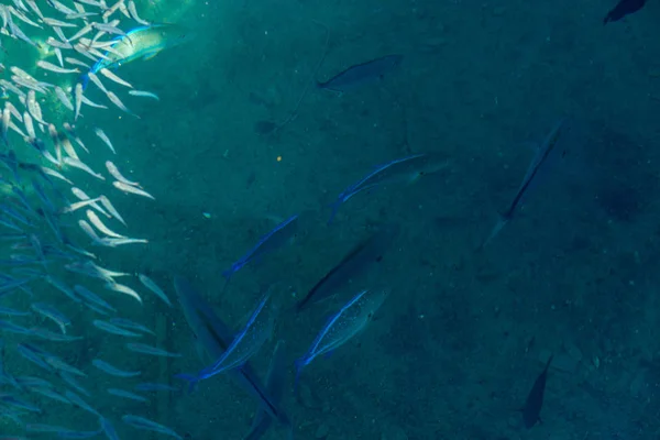 Fiskebakgrunnsbilde – stockfoto