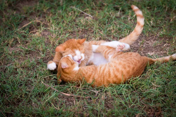 Deux chatons rouges — Photo