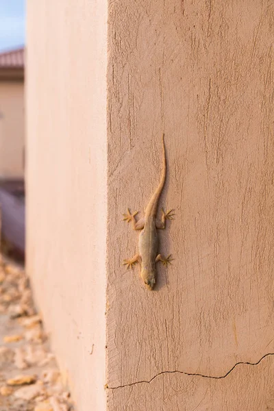 Gecko an der Wand — Stockfoto