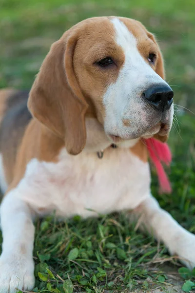 Cute portret beagle — Zdjęcie stockowe