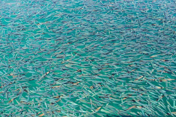 魚の背景ショット — ストック写真