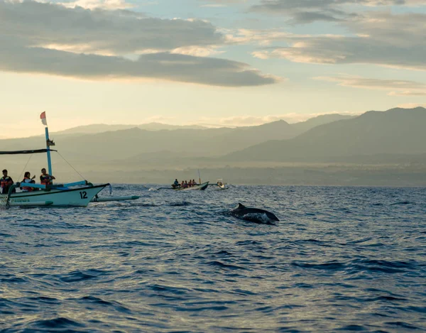 Les touristes font une tournée d'observation des dauphins — Photo