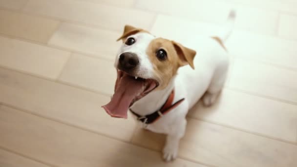 Agiterad ung aktiv hund Jack Russell Terrier — Stockvideo