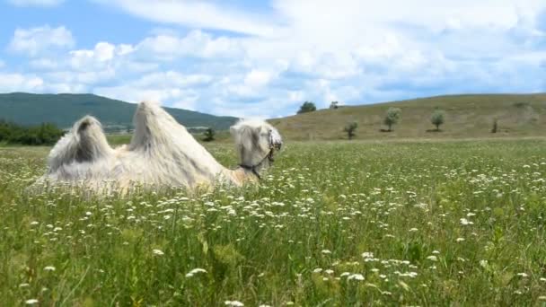 Верблюд в зеленой траве с цветами — стоковое видео
