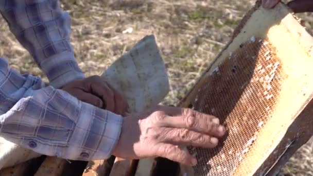 양봉가들 이 꿀벌을 살펴보고 있다 — 비디오