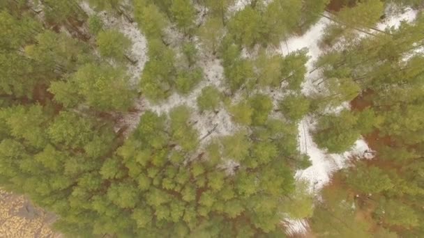 Літаючи над красивими лісовими деревами — стокове відео