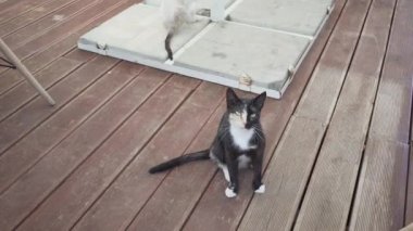 Tahta zeminde iki kedi.
