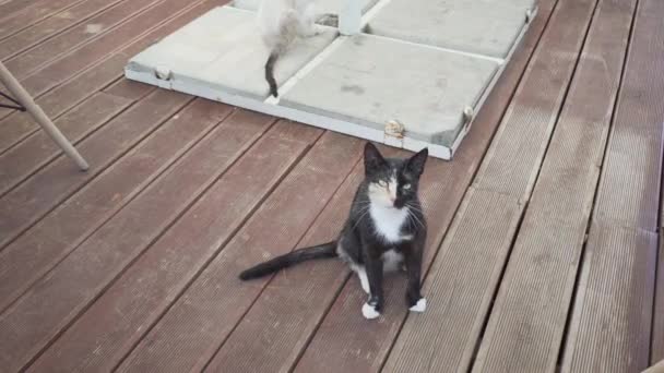 Twee katten op houten plank tegelvloer — Stockvideo