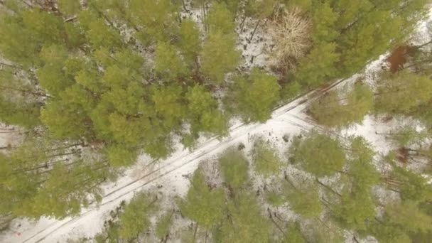 Volare su bellissimi alberi della foresta — Video Stock