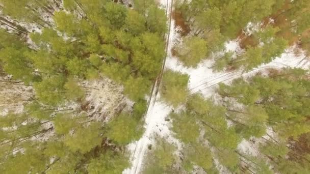 Літаючи над красивими лісовими деревами — стокове відео