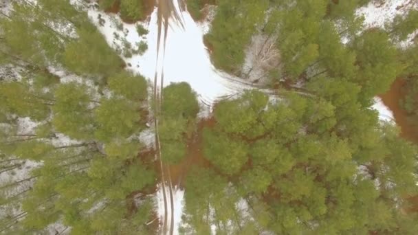 Volare su bellissimi alberi della foresta — Video Stock