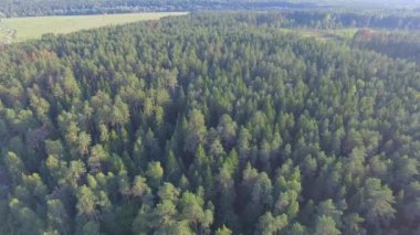 Doğa manzarası, yemyeşil çam ağaçları üzerinde uçuyor.