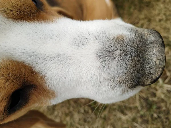 Un gros plan d'un nez de chien blanc — Photo