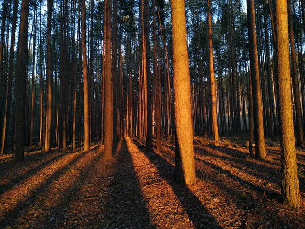 Pine trees at sunset with long shadows — Stock Photo, Image