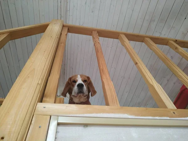 Un perro sentado encima — Foto de Stock