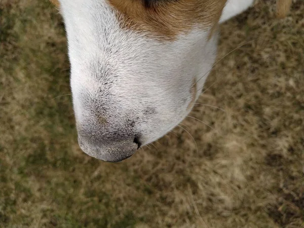 Um close-up de um nariz de cão branco — Fotografia de Stock