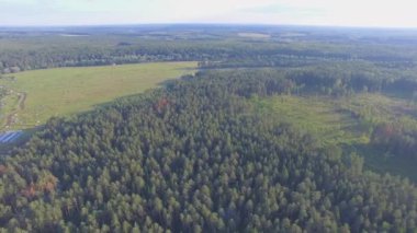 Doğa manzarası, yemyeşil çam ağaçları üzerinde uçuyor.