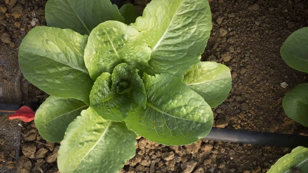 Lechuga con riego — Foto de Stock