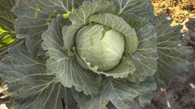 yakın çekim bir lahana