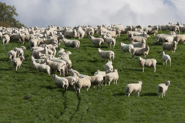 Sheep and lambs grazing — Stock Photo, Image