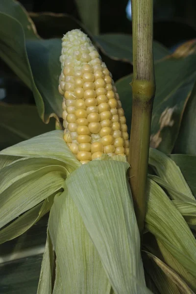 Corn growing in field — Stock Photo, Image