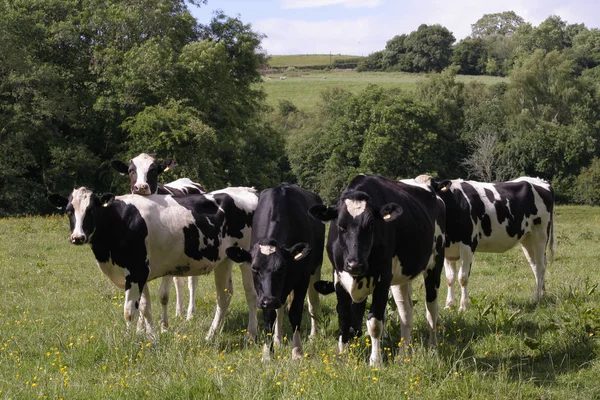 Vaches broutant dans le champ — Photo