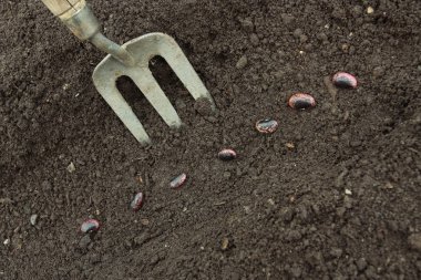 Hazırlanan topraklarında tohum Ekim