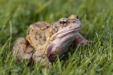 ortak kurbağa portre 