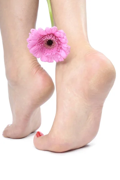 Женские ноги и цветок поверх белого — стоковое фото