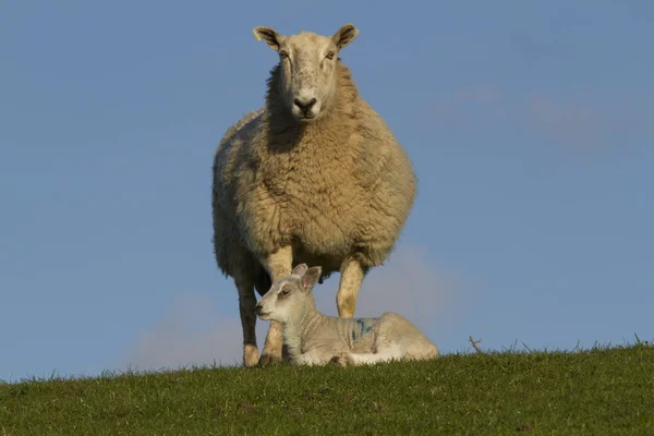 Ягнята и овцы в поле — стоковое фото