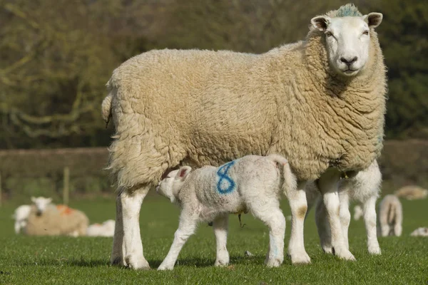 Schapen- en lamsvlees in platteland — Stockfoto
