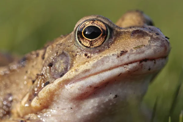 Společné closeup žába — Stock fotografie