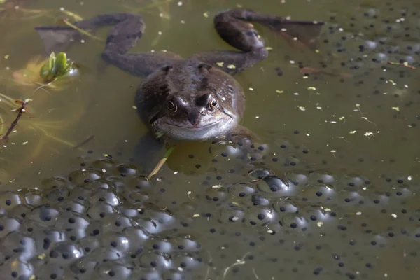 Společné žába v rybníce — Stock fotografie