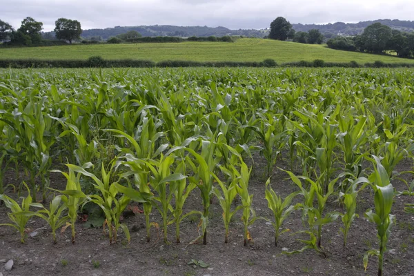 Corn growing in field — Stock Photo, Image