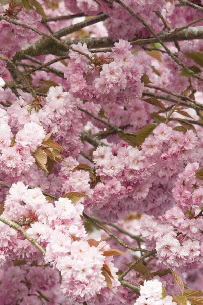 Cherry Blossom flowers — Stock Photo, Image