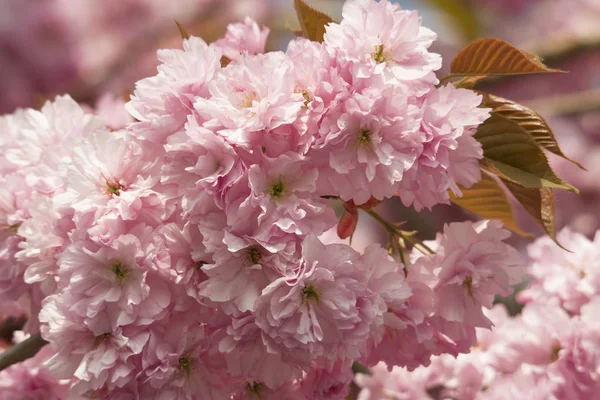 桜の花 — ストック写真