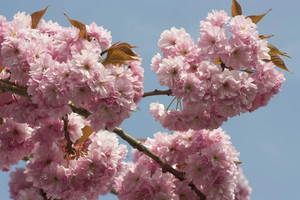 Cherry Blossom flowers — Stock Photo, Image