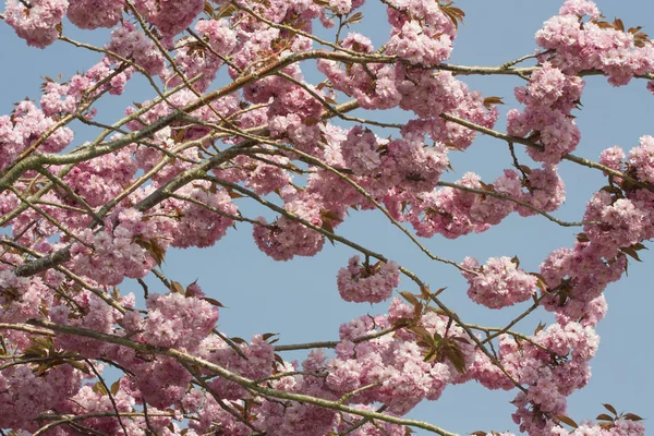 Cherry Blossom flowers — Stock Photo, Image