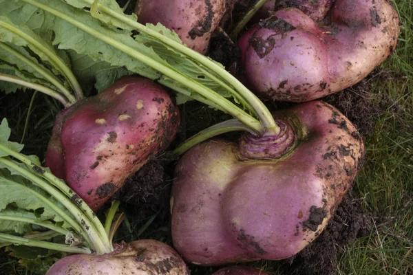 Ripe bunch of red turnips — Stock Photo, Image