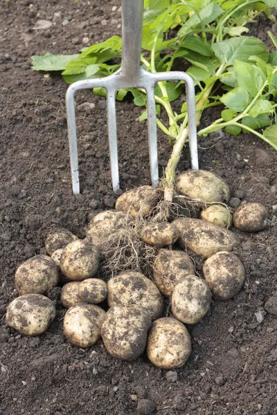Patatas excavadas en el suelo — 图库照片