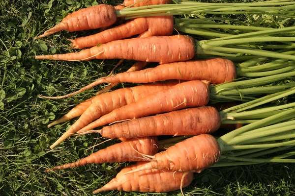 Ripe bunch of carrots — Stock Photo, Image