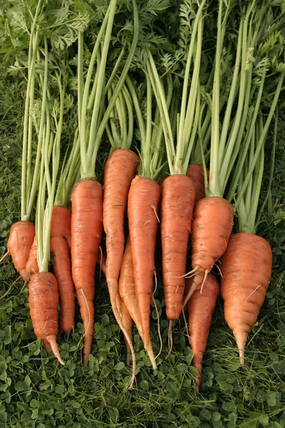 Ripe bunch of carrots — Stock Photo, Image