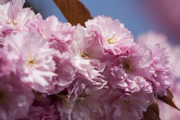 İlkbaharda kiraz çiçeği