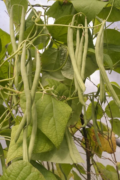 Green beans plant — Stock Photo, Image