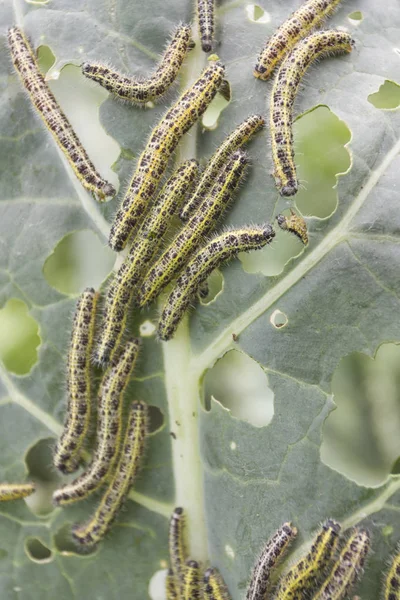 Caterpillar eating leaf — Stock Photo, Image