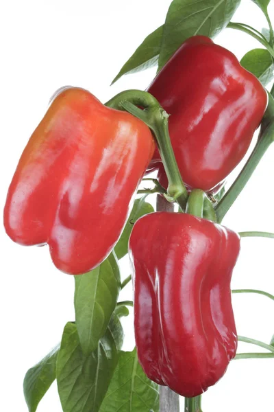 Fresh peppers detail — Stock Photo, Image