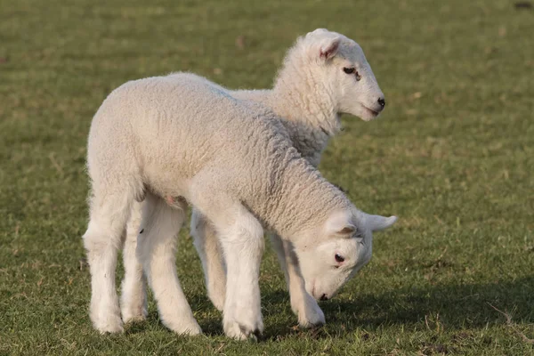 Due agnelli al pascolo — Foto Stock