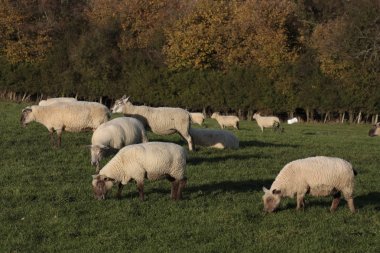 koyun ve kuzu otlatma