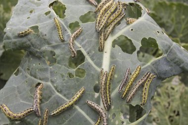 yaprak yiyen tırtıl