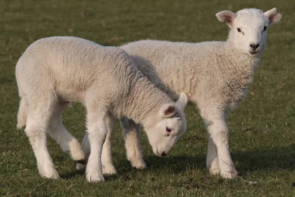 Lammeren grazen in veld — Stockfoto